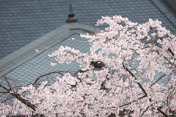 5226-14.3.31屋根にかかる　祇園しだれ桜山形アップ.jpg